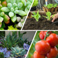 🔥While Supplies Last 40% OFF!🎉 All-Purpose Slow-Release Tablet Fertilizer for Plants